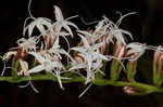 Fewflower blazing star